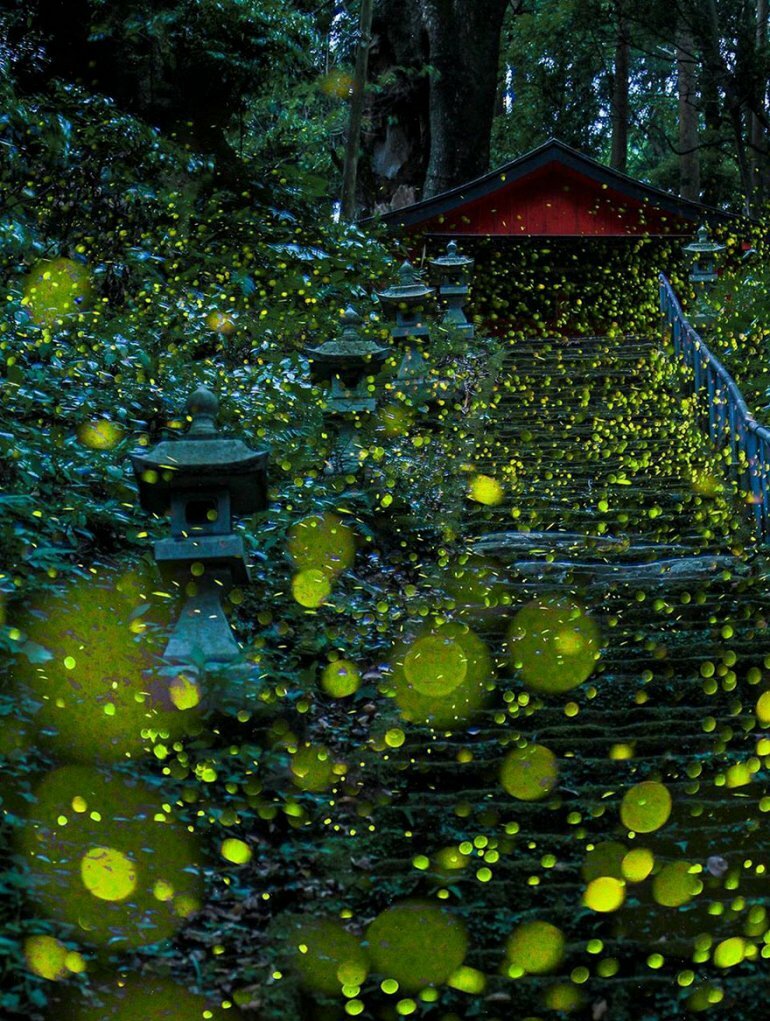 Миллионы светлячков в лесах Японии